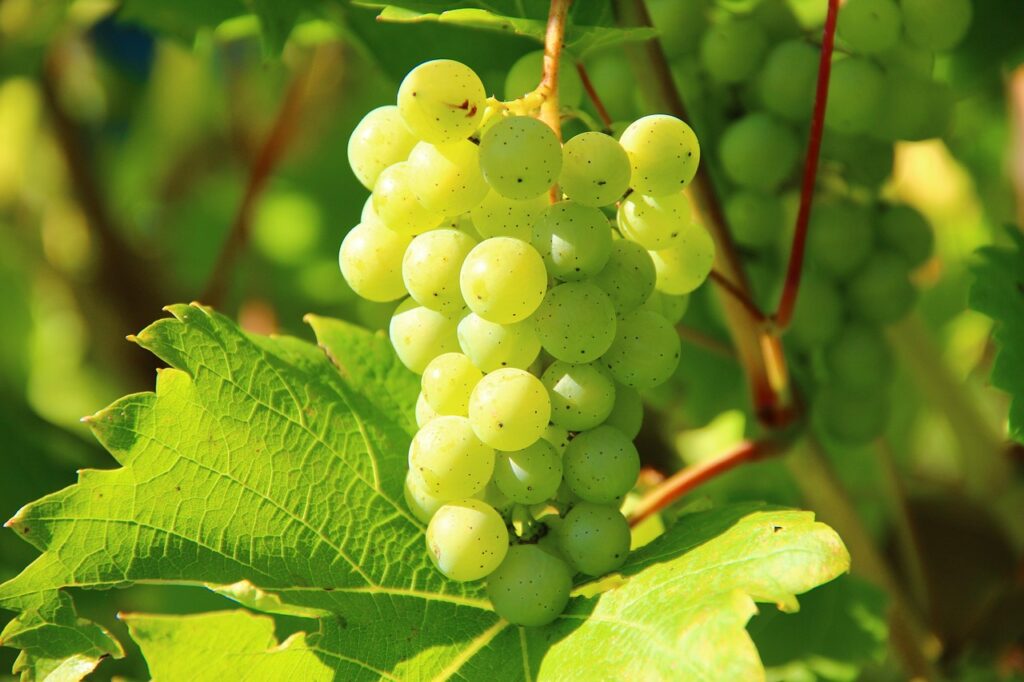 Shine Muscat Grapes Lose Their Premium Status as South Korea’s Trend Market Booms — and Busts